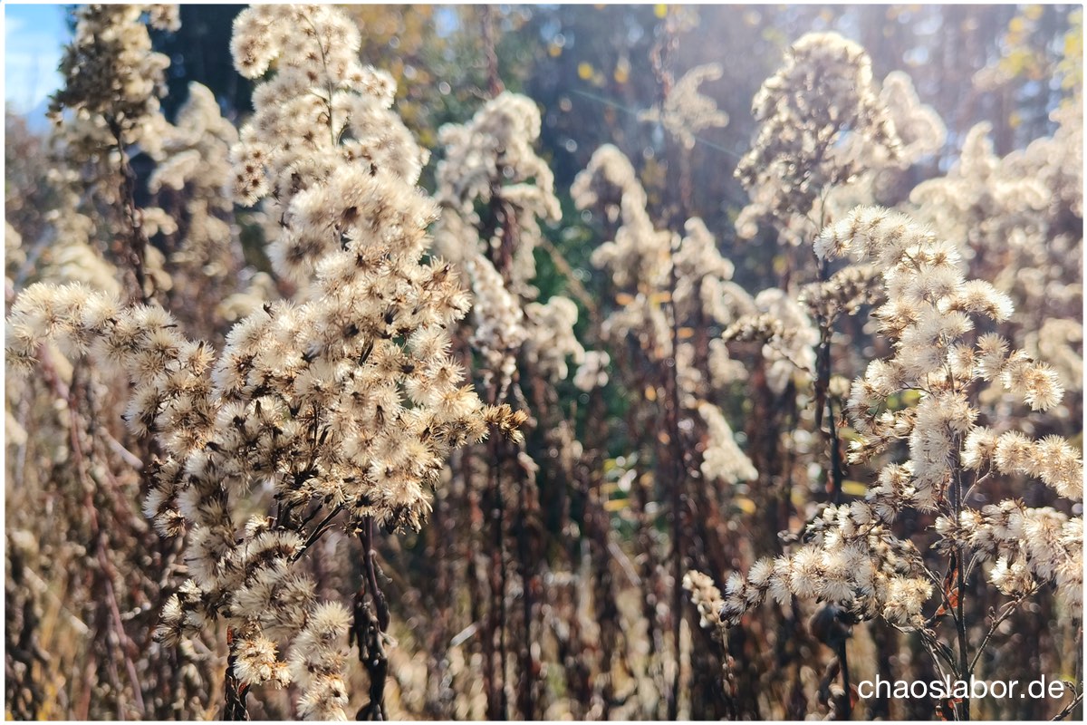 Solidago canadensis